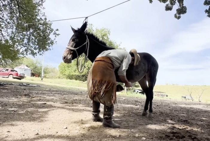 Engenheiro brasileiro quer atravessar 10 mil km dos Estados Unidos ao Brasil montado em mula - Reprodução/YouTube