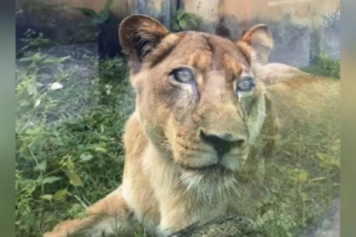 Gerson Melo Machado, que morreu aos 19 anos após invadir jaula de leoa em parque em João Pessoa - Reprodução/Redes Sociais