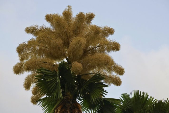 Palmeira-talipot no Jardim Botânico do Rio de Janeiro - Fernando Frazão/Agência Brasil