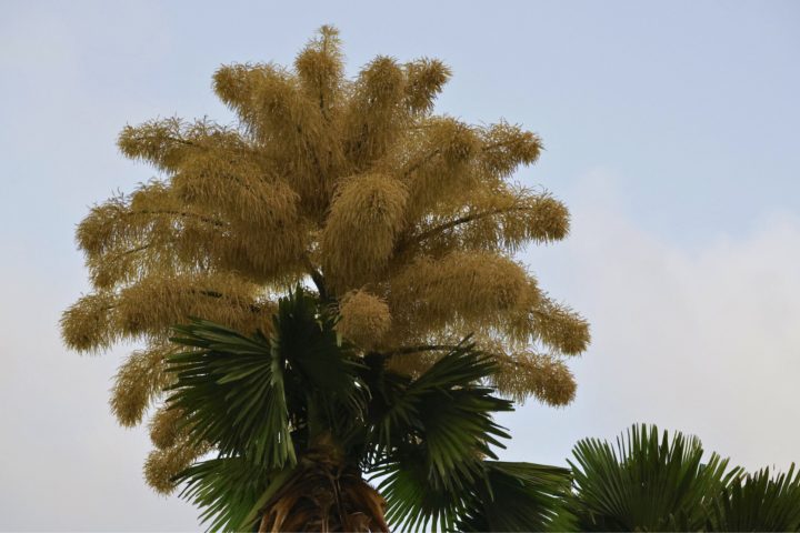 Exemplares da palmeira floresceram no Jardim Botânico e no Aterro do Flamengo, onde foram introduzidas por Roberto Burle Marx na década de 1960.