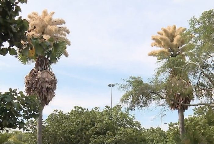 Palmeira-talipot no Jardim Botânico do Rio de Janeiro - Reprodução/TV Globo