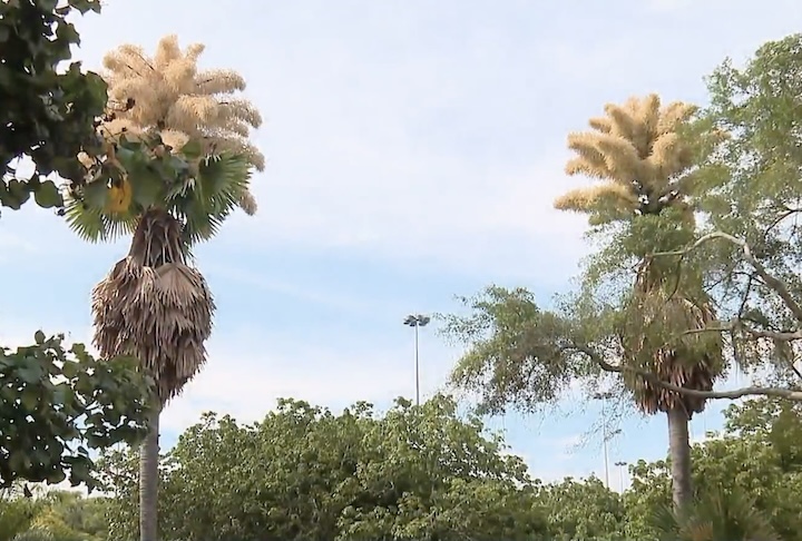 Trata-se da floração das palmeiras Talipot, espetáculo que só acontece apenas uma vez durante o ciclo de vida da espécie.