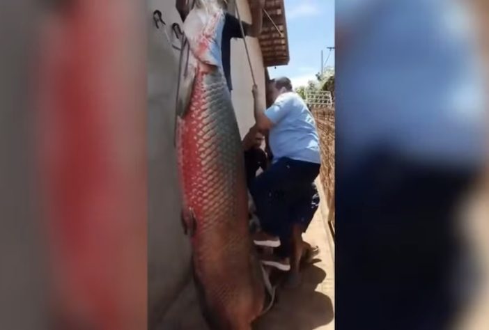 Pescador de Cardoso (SP) quebra próprio recorde ao pescar pirarucu com 160 kg e mais de dois metros de comprimento — Roberto do Carmo/Arquivo pessoal