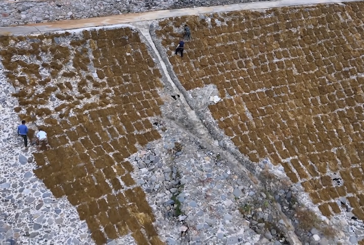 Lá, a palha é exposta ao sol e à chuva por cerca de um ano inteiro para purificar as fibras naturalmente.