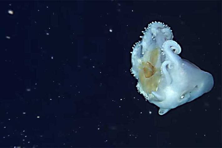 Polvo-bolha, polvo-de-sete-braços (Haliphron atlanticus) - Reprodução do Youtube Canal MBARI (Monterey Bay Aquarium Research Institute)