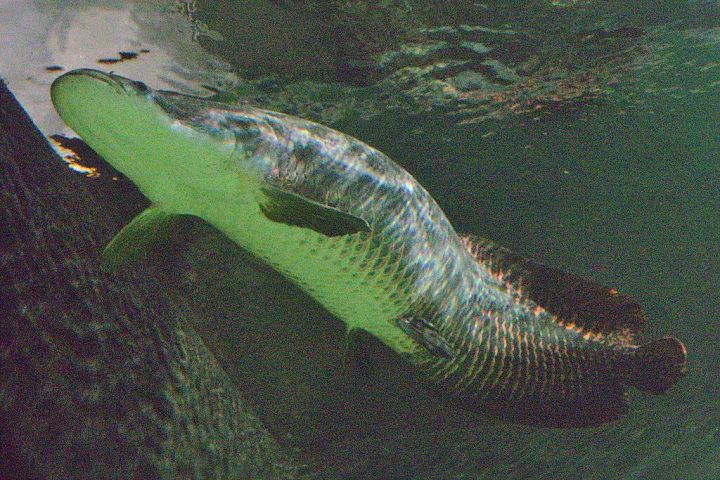 Além do tamanho monumental, o pirarucu apresenta uma adaptação peculiar: ele precisa subir à superfície para respirar.