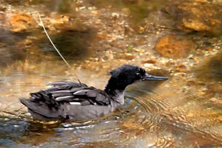 Pato-Mergulhão na Serra da Canastra - Reprodução de vídeo Divulgação