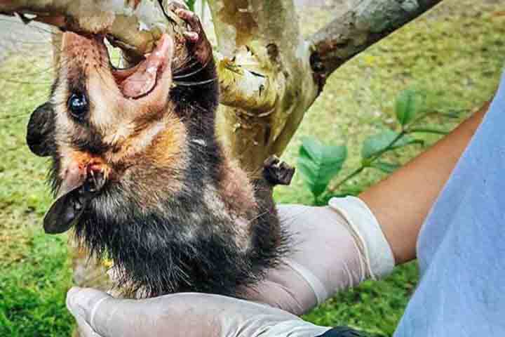 A expansão do saruê nas cidades brasileiras está ligada tanto à perda de habitat quanto à abundância de recursos oferecidos involuntariamente pelos humanos. 
