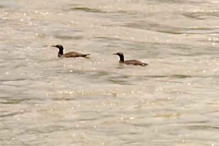 Pato-Mergulhão na Serra da Canastra - Reprodução de vídeo Divulgação