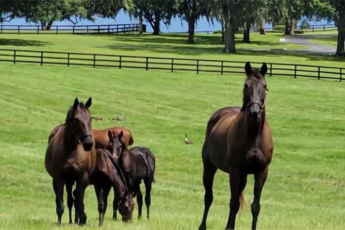 Capital Mundial do Cavalo 