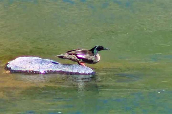 Pato-Mergulhão na Serra da Canastra - Reprodução de vídeo Divulgação