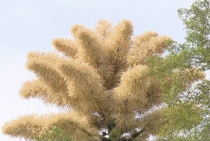 Palmeira-talipot no Jardim Botânico do Rio de Janeiro - Reprodução/TV Globo