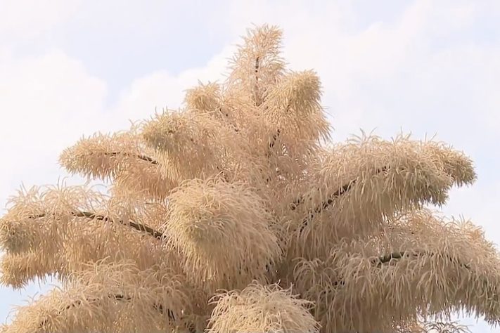 Palmeira-talipot no Jardim Botânico do Rio de Janeiro - Reprodução/TV Globo