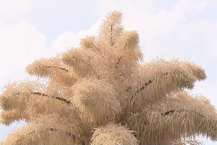 Segundo ele, depois do espetáculo, o Jardim Botânico do Rio tem a intenção de produzir mudas a partir dos frutos da árvore, que depois poderão ser cedidos para plantio em praças e espaços públicos.   