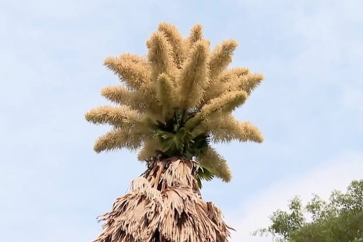 Palmeira-talipot no Jardim Botânico do Rio de Janeiro - Reprodução/TV Globo