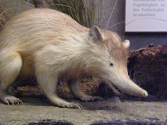 Os almiquis são nativos das ilhas de Cuba e Hispaniola. Esses animais têm antepassados que remontam a 30 milhões de anos. Eles medem de 28 a 32 cm, além da cauda entre 17 e 27 cm.  Os almiquis têm hábitos noturnos e sua saliva é venenosa. 