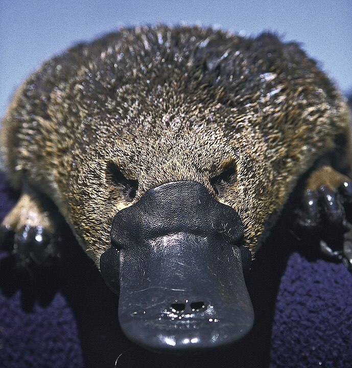 Dos mamíferos venenosos, o que chama mais atenção é o ornitorrinco, espécie nativa da Austrália e da Tasmânia. 
De acordo com a Bonorong Wildlife Sanctuary, casos de envenenamento por ornitorrincos são raros na Austrália. Nos últimos 20 anos, foram relatados apenas cinco, um número considerado baixo. Mas vale o alerta.