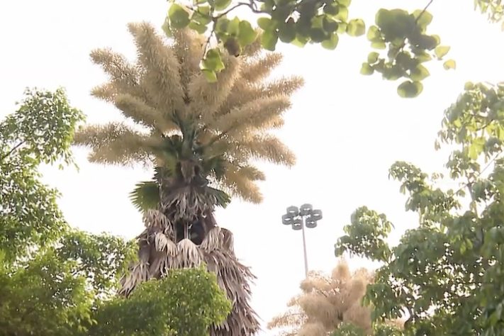 Palmeira-talipot no Jardim Botânico do Rio de Janeiro - Reprodução/TV Globo