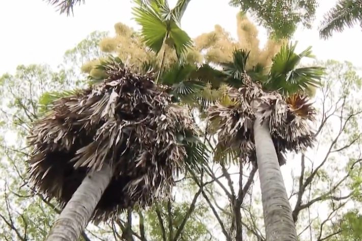 Palmeira-talipot no Jardim Botânico do Rio de Janeiro - Reprodução/TV Globo