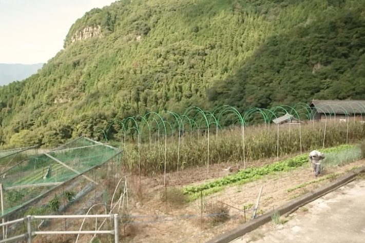 População agrícola do Japão está envelhecendo cada vez mais - Reprodução/YouTube