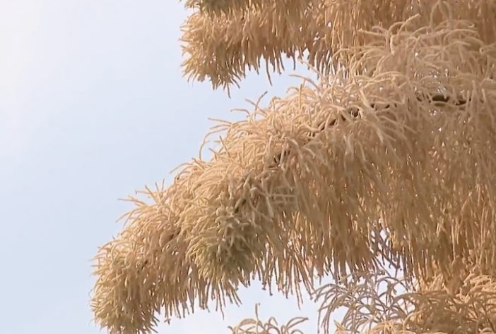 Palmeira-talipot no Jardim Botânico do Rio de Janeiro - Reprodução/TV Globo