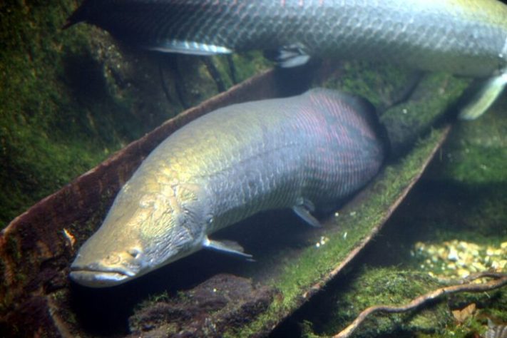 Pirarucu | Flickr - Cliff