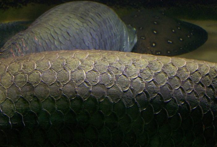 Pirarucu – Wikimedia Commons/T.Voekler