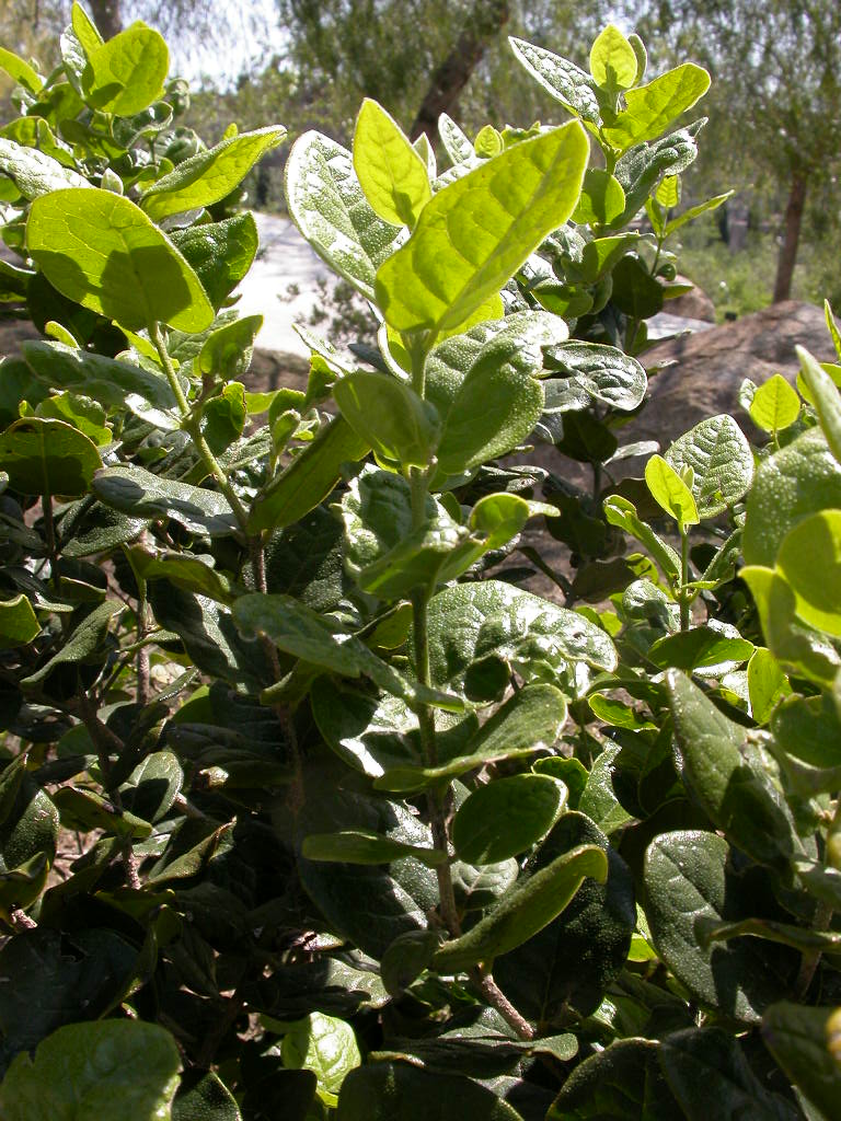 O uso frequente ou em grandes quantidades pode sobrecarregar o fígado, causando o efeito contrário ao desejado. Por isso, o boldo deve ser visto como recurso ocasional, e não de uso contínuo.