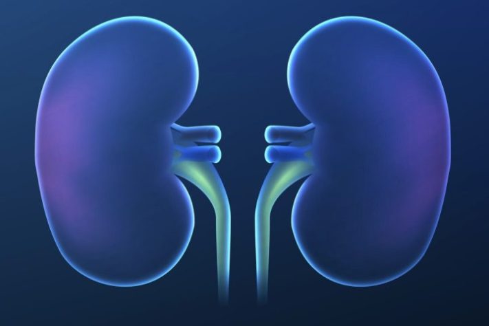 Rins, órgão - Freepik/WangXiNa