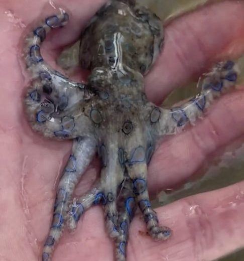 As imagens foram compartilhadas no Instagram e rapidamente chamaram a atenção de internautas. 