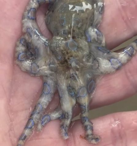 Polvo-de-anéis-azuis - Reprodução/Redes Sociais