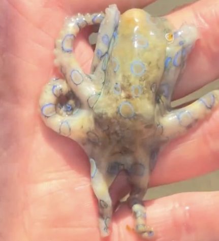 Polvo-de-anéis-azuis - Reprodução/Redes Sociais