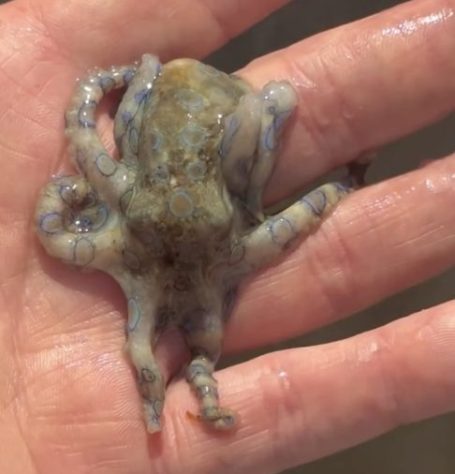 Polvo-de-anéis-azuis - Reprodução/Redes Sociais