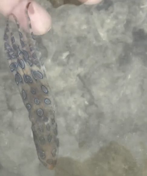 No vídeo gravado pelo próprio turista, McConnell aparece segurando o pequeno molusco com cuidado, mas impedindo repetidamente que ele se afaste nadando.