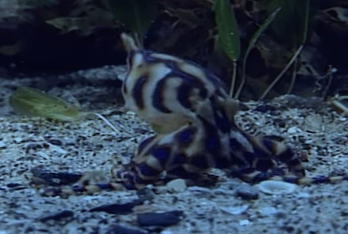 Polvo-de-anéis-azuis - Reprodução/YouTube