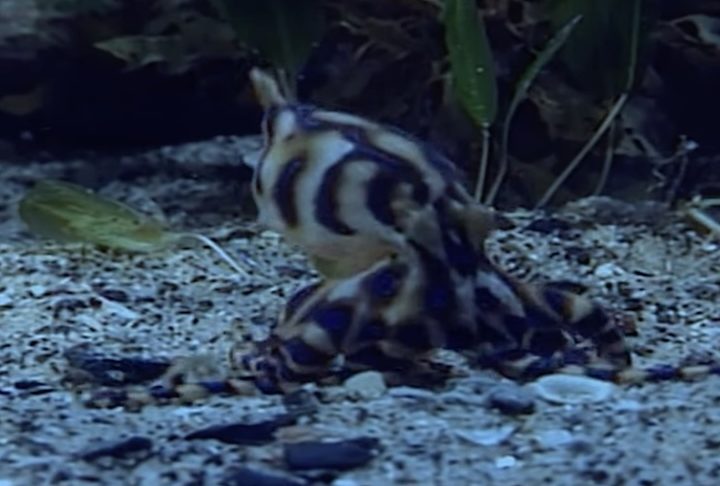 Pertence ao gênero Hapalochlaena e vive principalmente em águas rasas, especialmente ao redor da Austrália, Indonésia, Filipinas e Japão. 