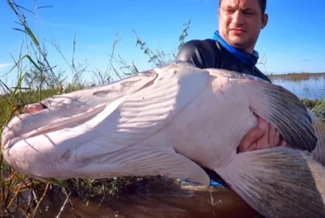 Pra quem não viu: Youtuber bombou com peixe gigante na Amazônia