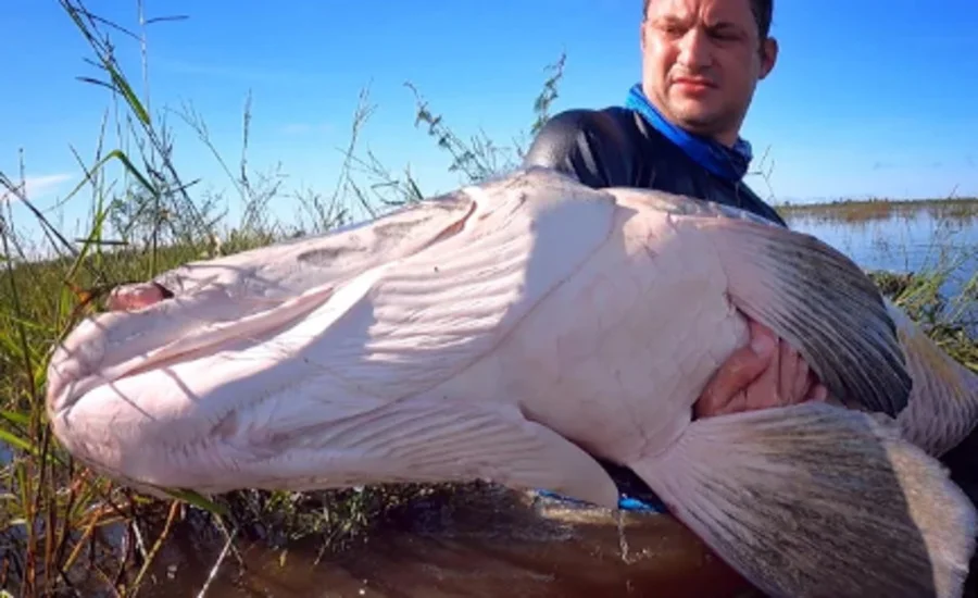 Pra quem não viu: Youtuber bombou com peixe gigante na Amazônia
