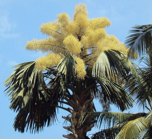 A palmeira Talipot Ã© originÃ¡ria da Ãndia e Sri Lanka e leva de 40 a 70 anos para florescer uma Ãºnica vez antes de morrer.