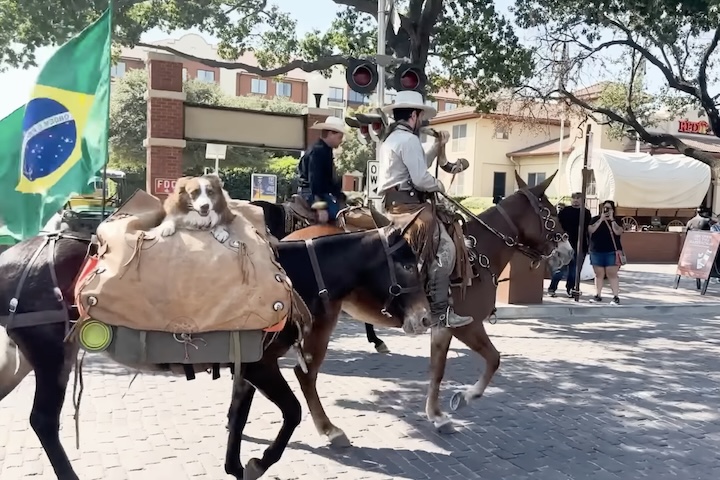 O trajeto é feito a um ritmo de cerca de 30 quilômetros por dia, com apoio de um médico veterinário que segue em uma caminhonete de suporte.