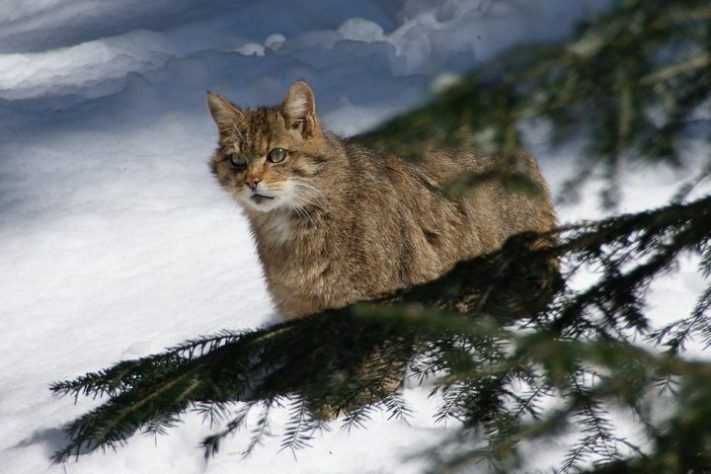 Gatos selvagens - Wikimedia Commons/Aconcagua