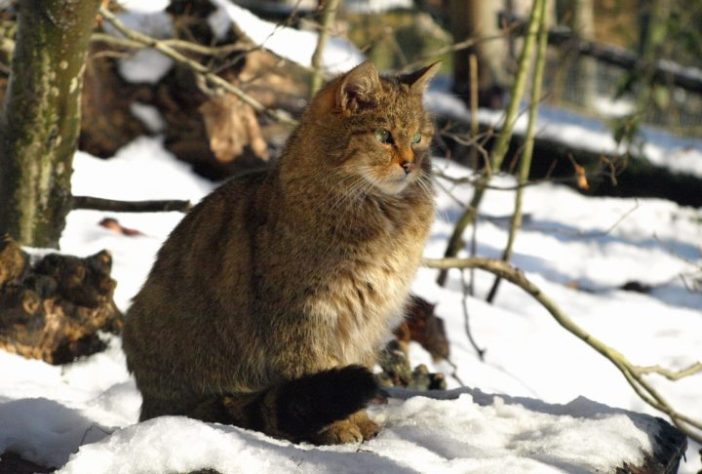 Gatos selvagens - Wikimedia Commons/Alena Houšková