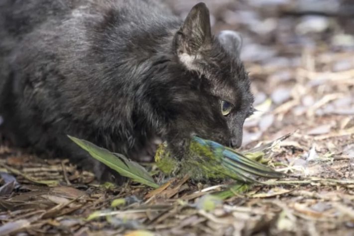 Gatos selvagens podem ser erradicados na Nova Zelândia - Divulgação/Departamento de Conservação da Nova Zelândia