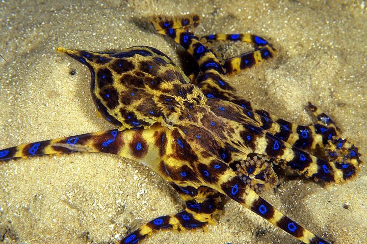 O grande risco do polvo-de-anéis-azuis está em seu veneno extremamente potente, que contém tetrodotoxina, uma neurotoxina também encontrada no baiacu.