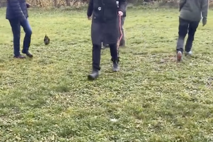 Nos encontros, participantes de diferentes faixas etárias caminham por áreas verdes segurando coleiras reais, como se conduzissem cães de verdade.