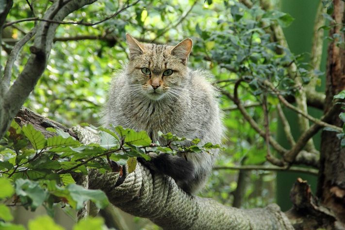 Gatos selvagens - Wikimedia Commons/Zoo Hluboka