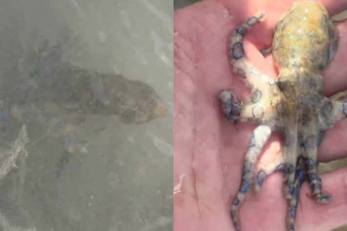 Homem interage com polvo mais mortal dos oceanos sem saber, polvo-de-anéis-azuis - Montagem/Reprodução Redes Sociais