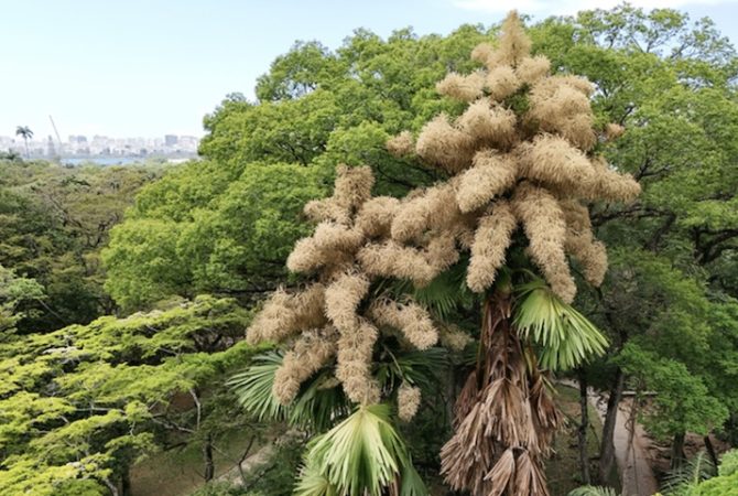 Só uma vez na vida: fenômeno raro, floração das palmeiras Talipot atrai curiosos no Rio de Janeiro