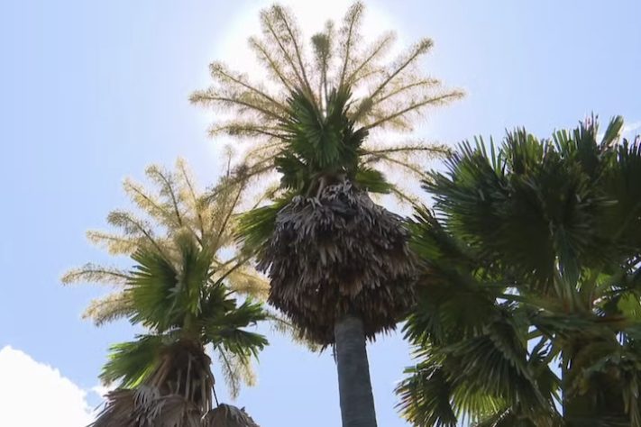 Palmeira-talipot no Jardim Botânico do Rio de Janeiro - Reprodução/TV Globo