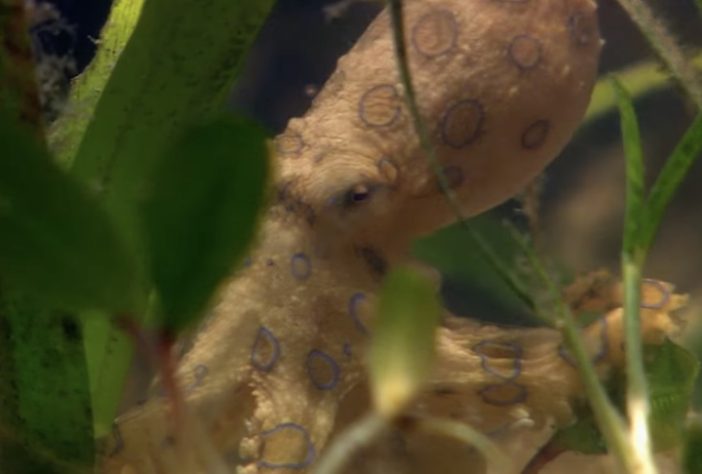 Polvo-de-anéis-azuis - Reprodução/YouTube